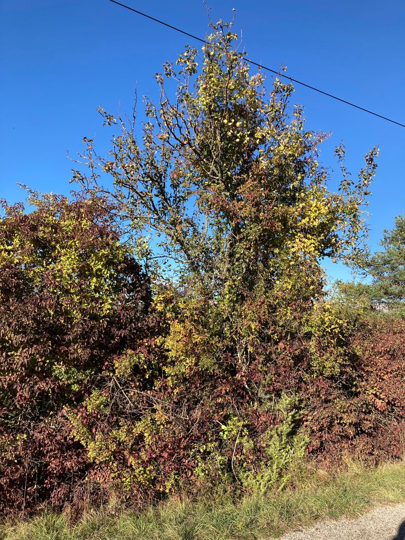 Confiture de Poires Christourettes
