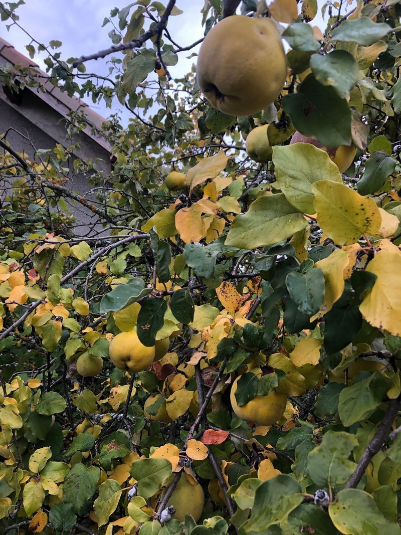 Pâte et Gelée de Coings